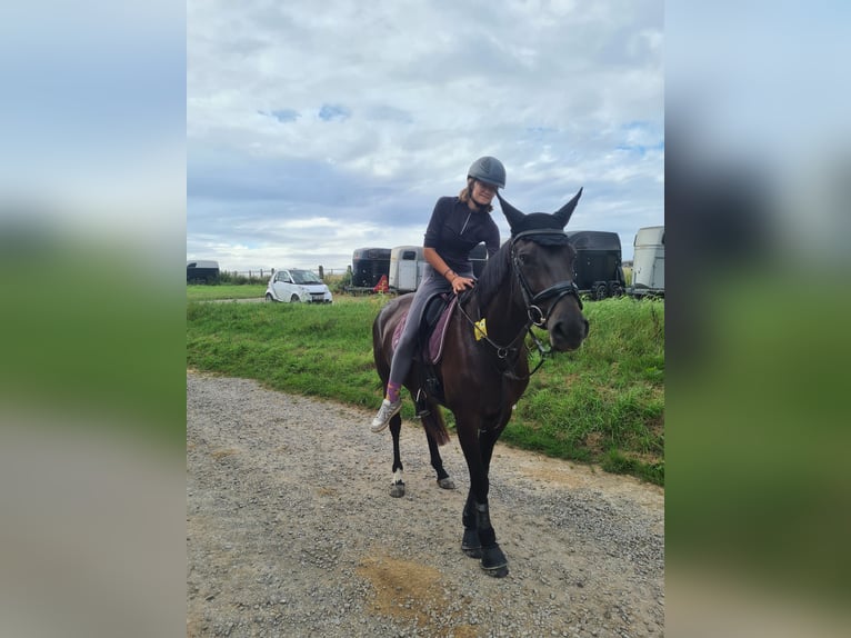 Reitbeteiligung gesucht (RsP)