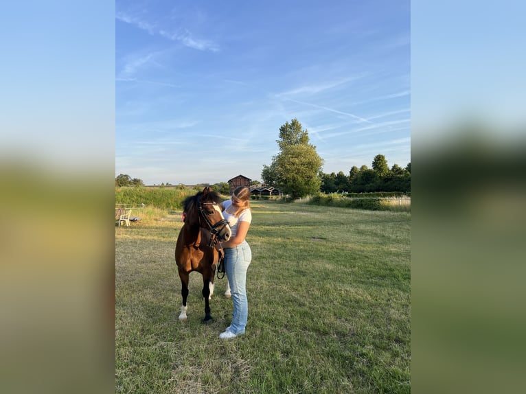 Reitbeteiligung gesucht (RsP)