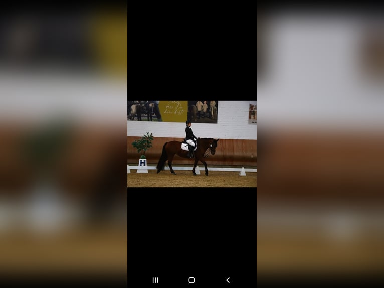 Reitbeteiligung gesucht (RsP)