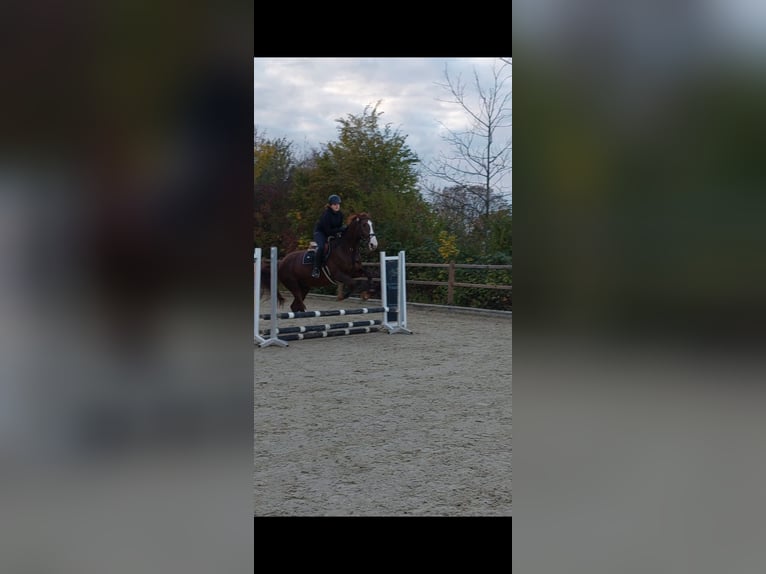 Reitbeteiligung gesucht (RsP)