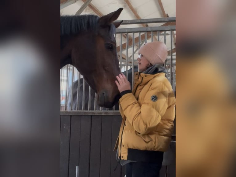 Reitbeteiligung gesucht (RsP)