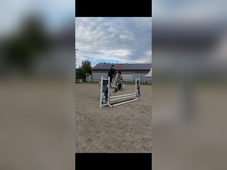 Reitbeteiligung gesucht (RsP)