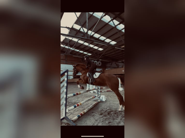 Reitbeteiligung gesucht (RsP)