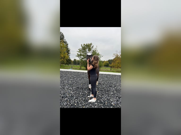 Reitbeteiligung gesucht (RsP)