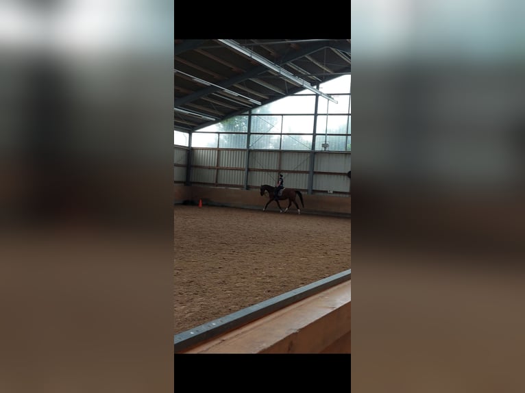 Reitbeteiligung gesucht (RsP)