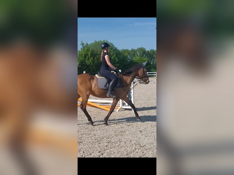 Reitbeteiligung gesucht (RsP)