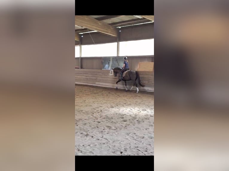 Reitbeteiligung gesucht ( RsP)