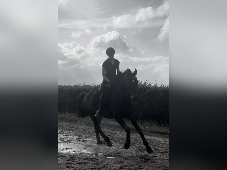 Reitbeteiligung gesucht (RsP)