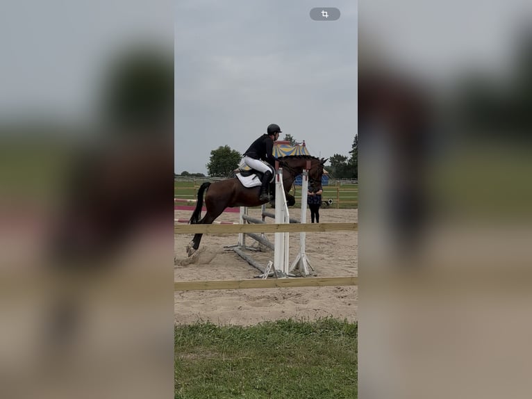 Reitbeteiligung gesucht ( RsP)