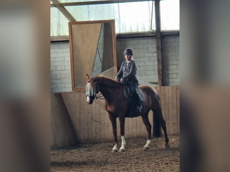 Reitbeteiligung gesucht (RsP)