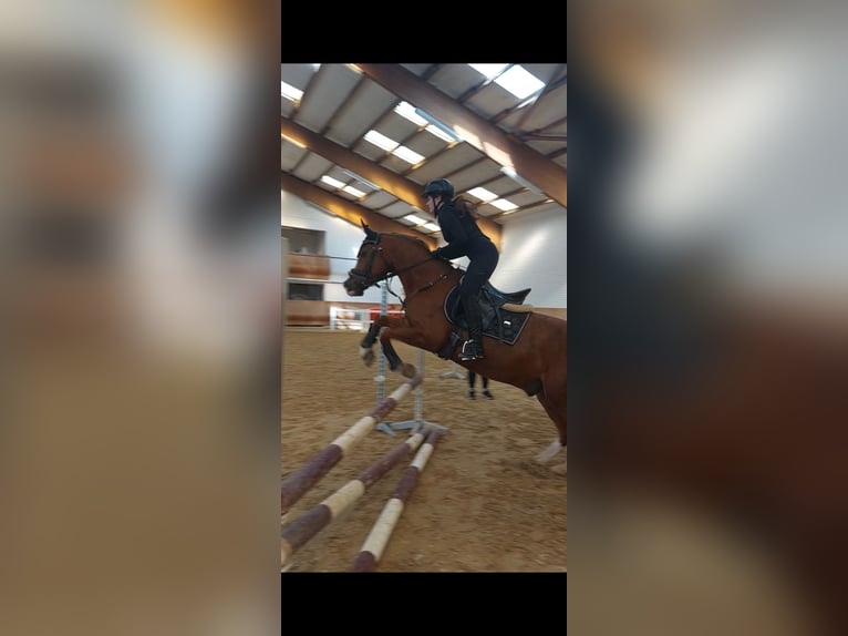 Reitbeteiligung gesucht (RsP)