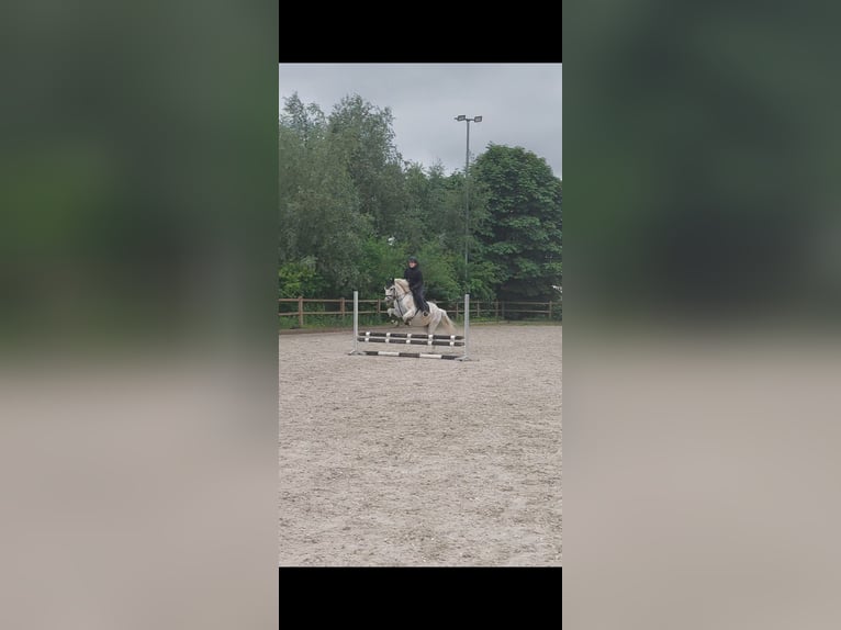 Reitbeteiligung gesucht (RsP)