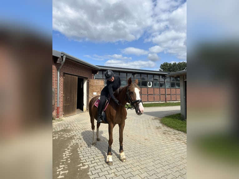 Reitbeteiligung gesucht (RsP)