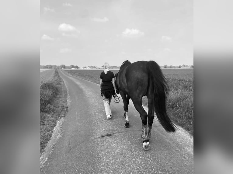 Reitbeteiligung gesucht (RsP)