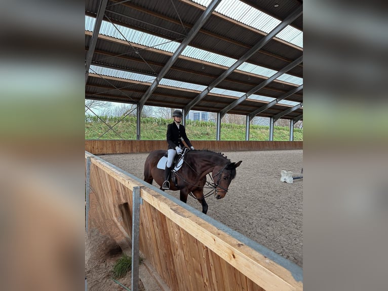 Reitbeteiligung gesucht (RsP)