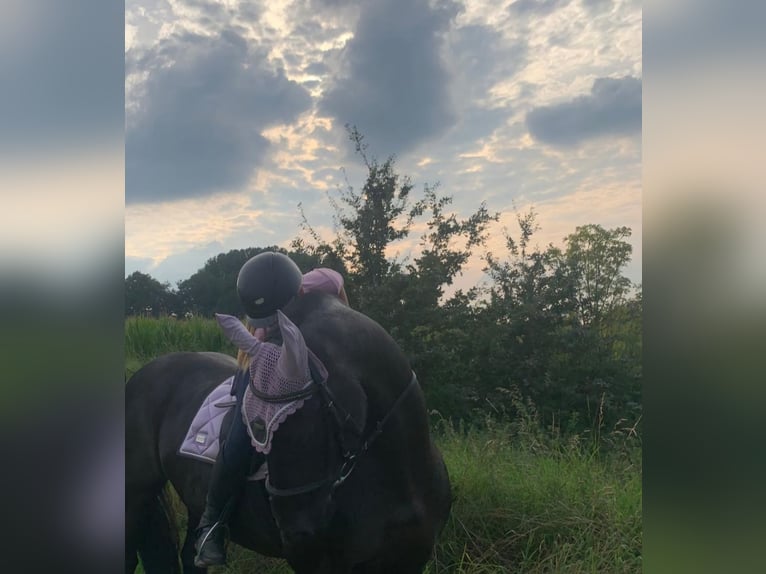Reitbeteiligung gesucht RsP