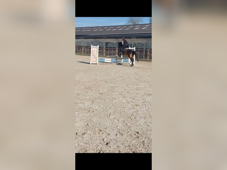 Reitbeteiligung gesucht (RsP)