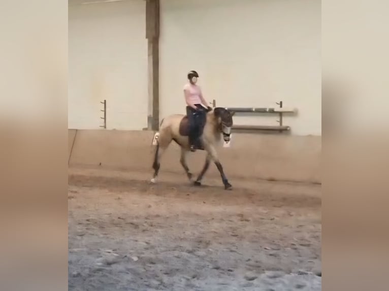 Reitbeteiligung gesucht RsP
