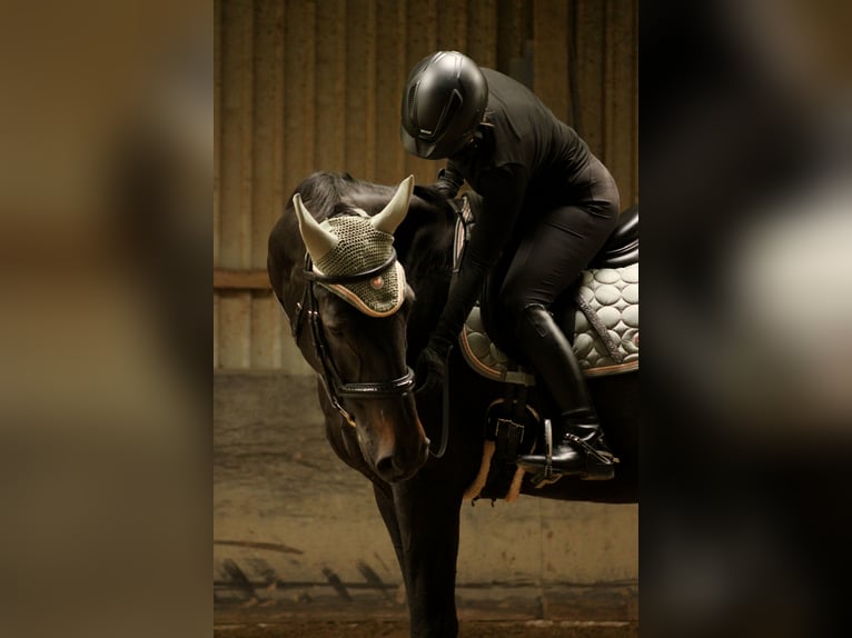 Reitbeteiligung gesucht RsP