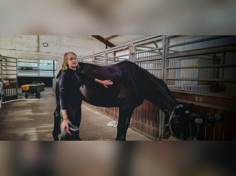Reitbeteiligung gesucht (RsP)