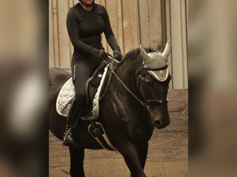 Reitbeteiligung gesucht RsP