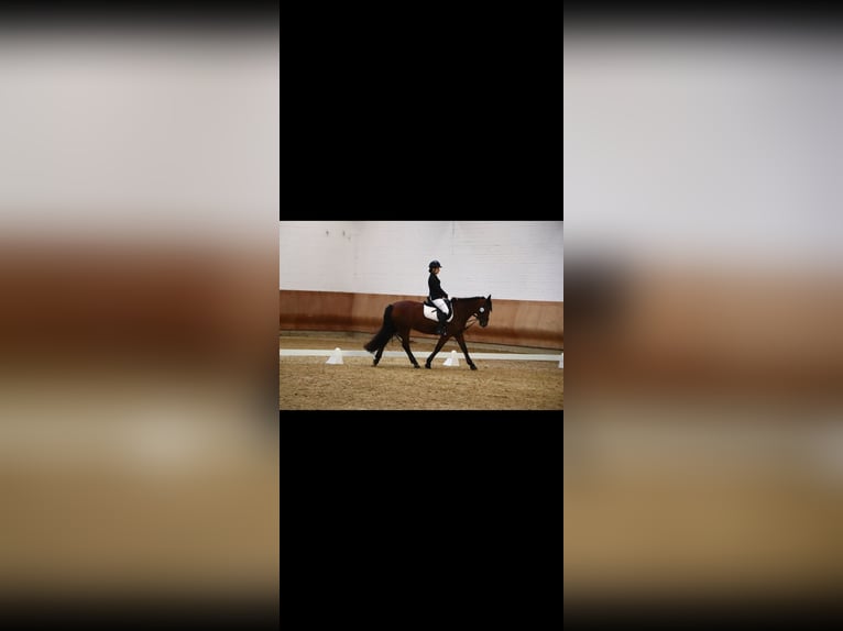 Reitbeteiligung gesucht (RsP)