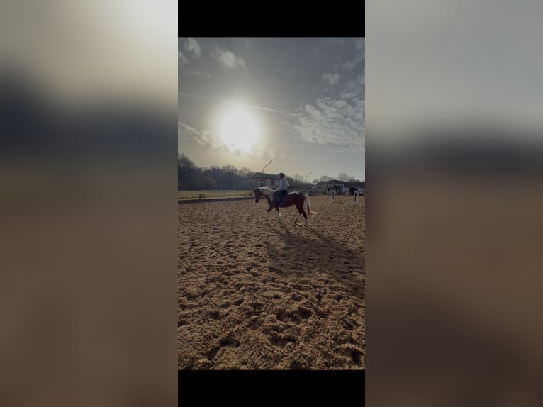 Reitbeteiligung gesucht (RsP)