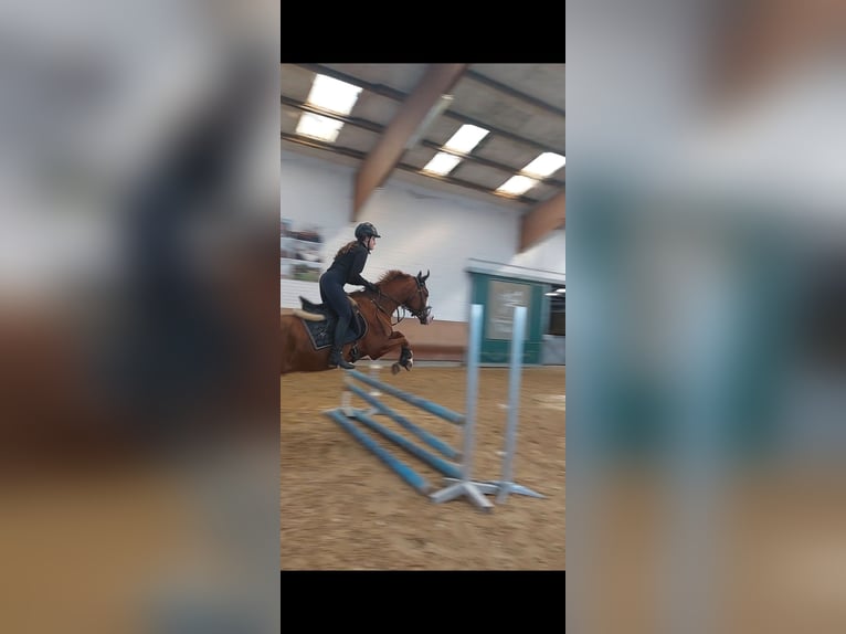 Reitbeteiligung gesucht (RsP)