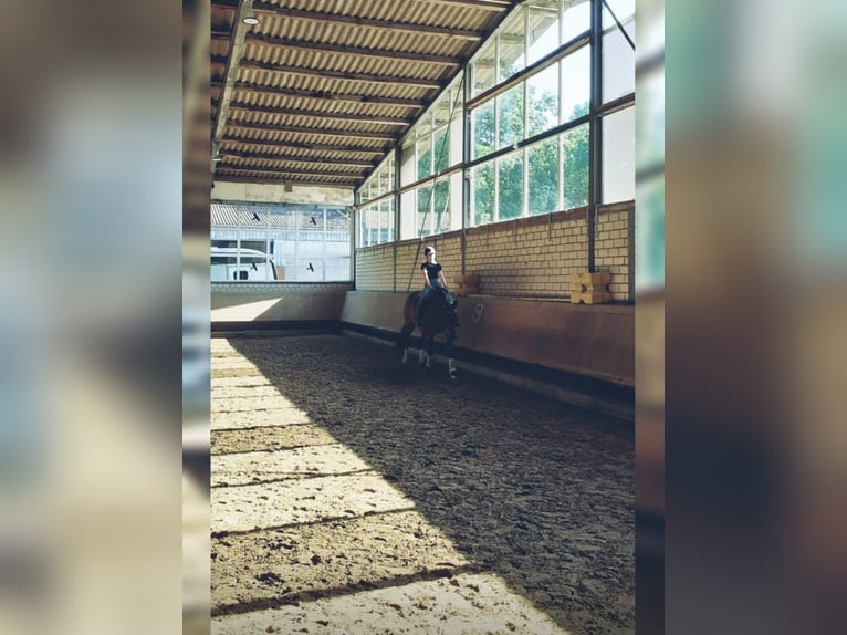 Reitbeteiligung gesucht (RsP)