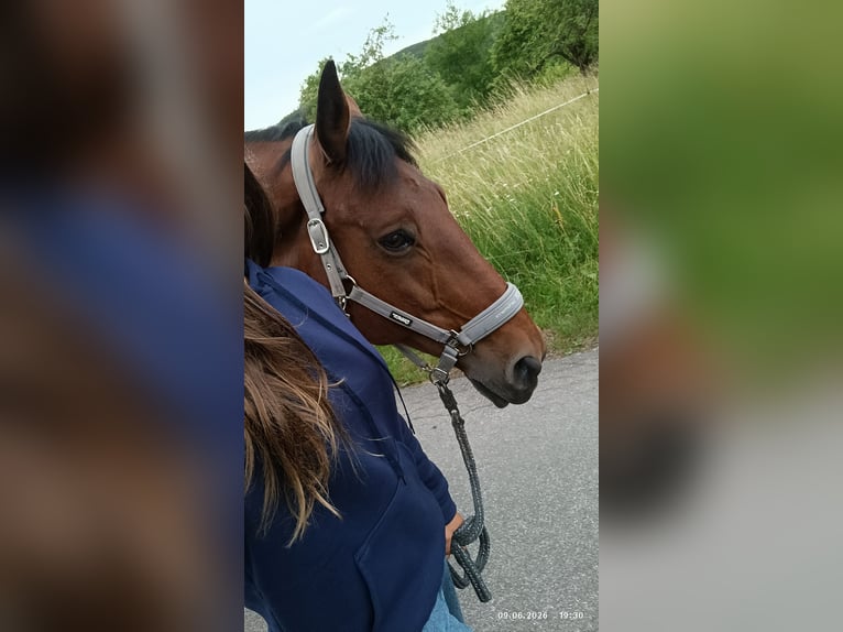 Reitbeteiligung gesucht RsP