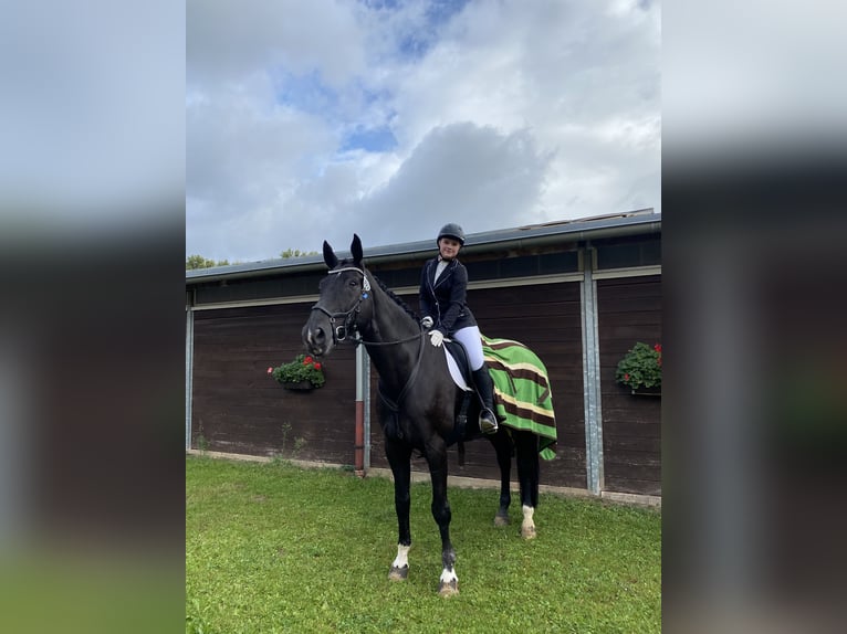 Reitbeteiligung gesucht RsP