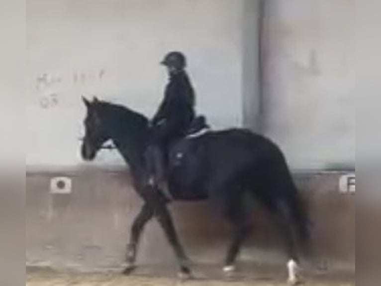 Reitbeteiligung gesucht (RsP)