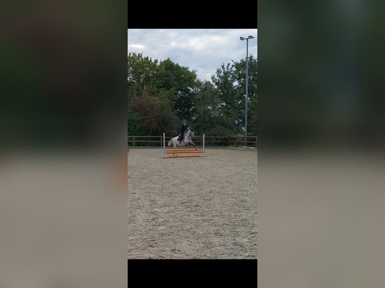 Reitbeteiligung gesucht (RsP)