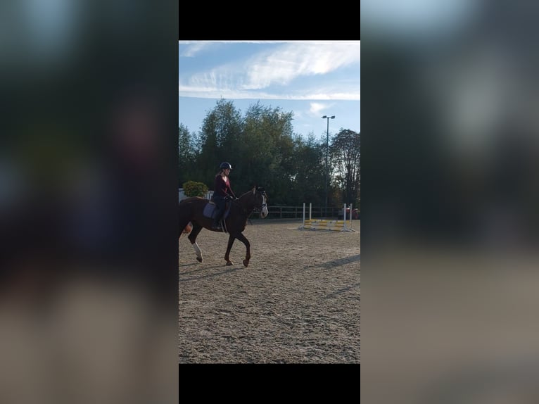 Reitbeteiligung gesucht (RsP)