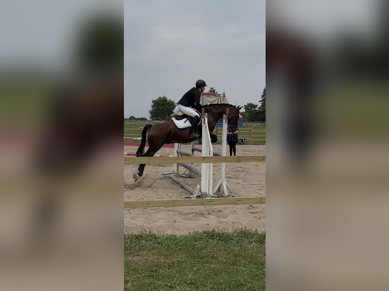 Reitbeteiligung gesucht (RsP)