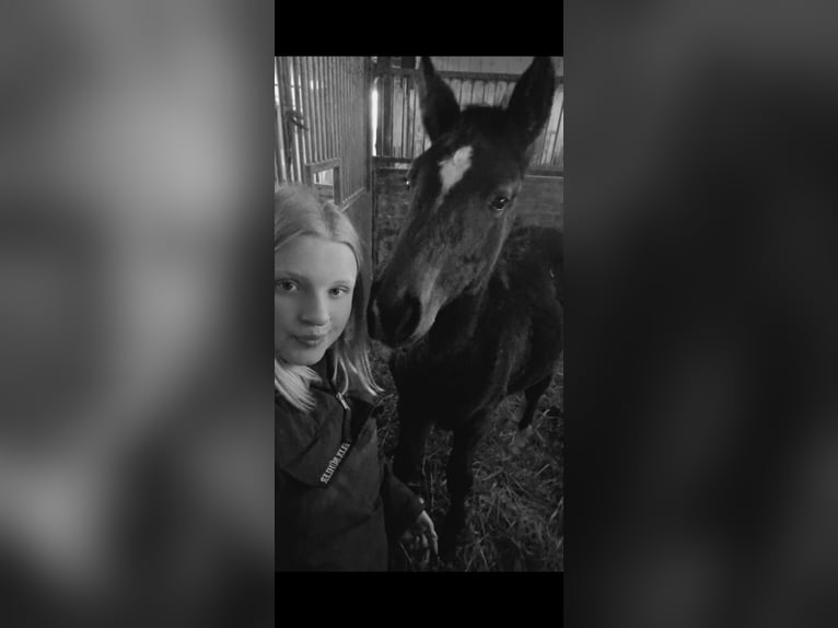 Reitbeteiligung gesucht (RsP)