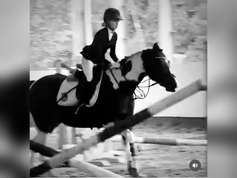 Reitbeteiligung gesucht (stgt)