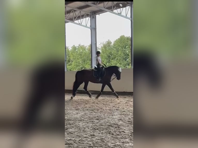 Reitbeteiligung gesucht (stgt)