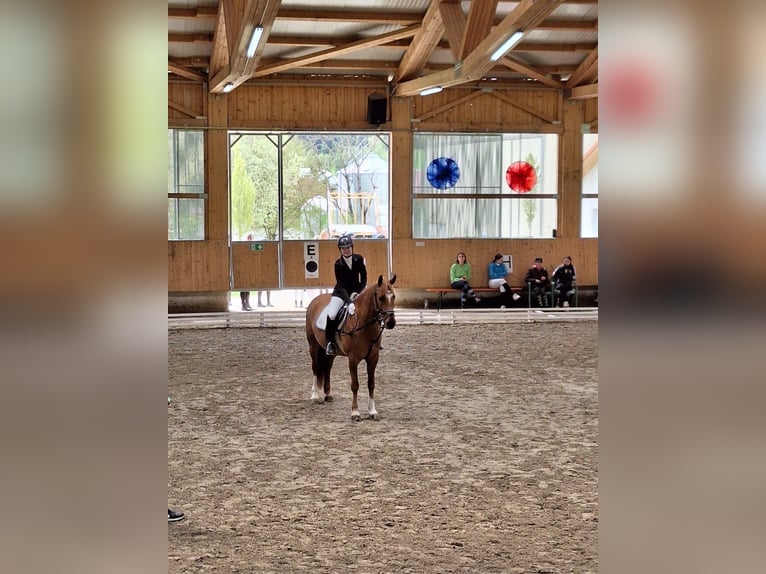 Reitbeteiligung gesucht! (Talheim)