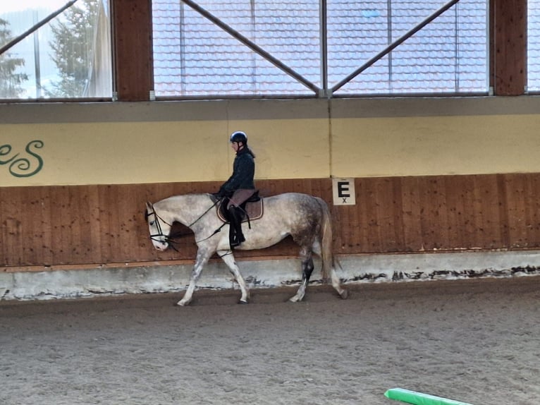 Reitbeteiligung gesucht! (Talheim)
