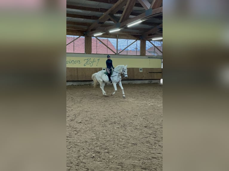 Reitbeteiligung gesucht! (Talheim)