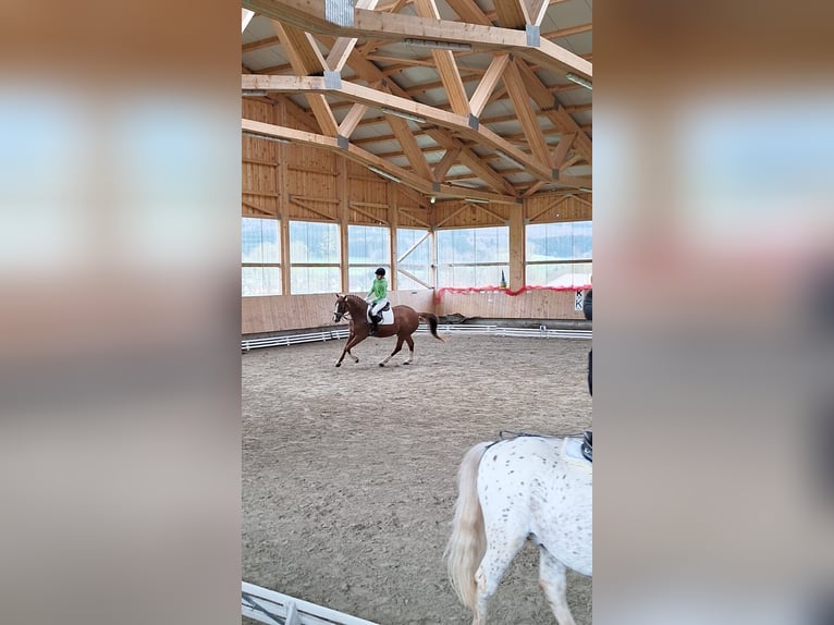 Reitbeteiligung gesucht! (Talheim)
