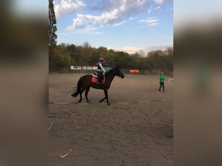 Reitbeteiligung gesucht- VB