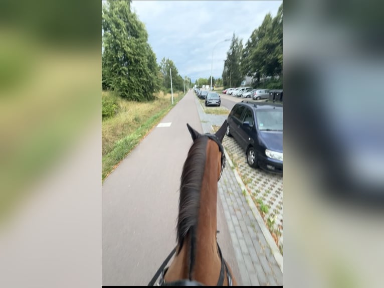 Reitbeteiligung gesucht- VB