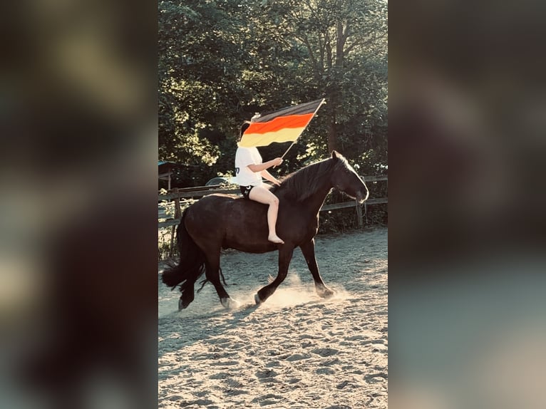 Reitbeteiligung gesucht- VB
