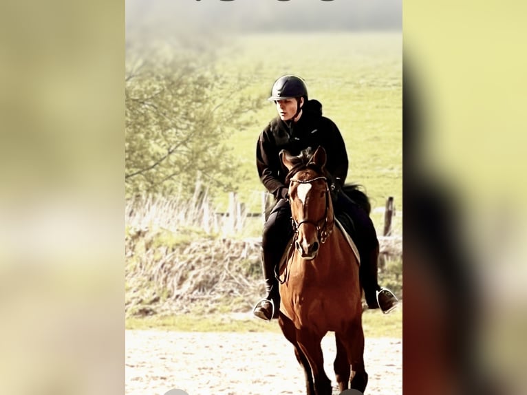 Reitbeteiligung gesucht – zuverlässiger Reiter mit Erfahrung Reitbeteiligung gesucht – zuverlässiger Reiter mit Erfahrung