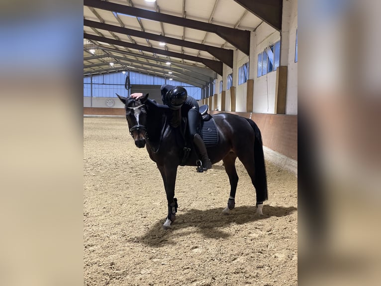 Reitbeteiligung gesucht