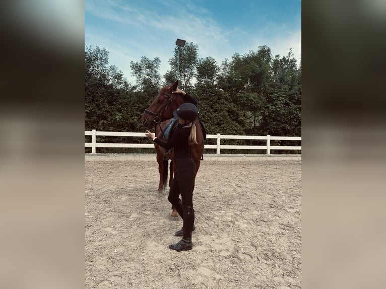 Reitbeteiligung gesucht