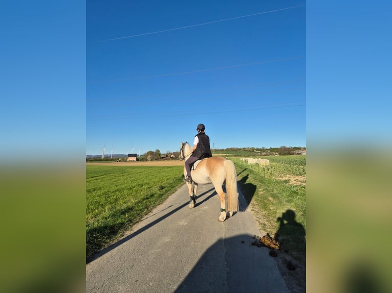 Reitbeteiligung gesucht :)