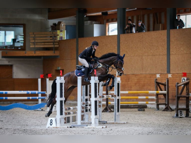 Reitbeteiligung gesucht 